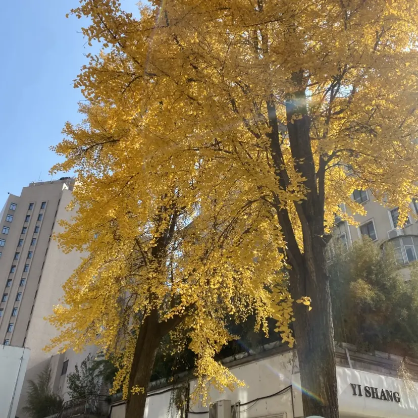 女性向《silk_labo系列》1080P全集-百度网盘独家资源，浪漫感官典藏合集，带来极致观影享受